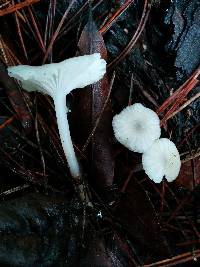 Marasmius calhouniae image