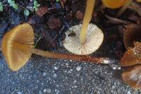 Conocybe aurea image