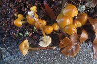 Conocybe aurea image