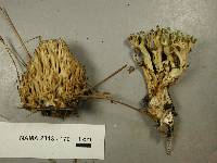 Ramaria abietina image