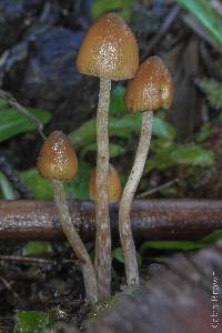 Psilocybe pelliculosa image