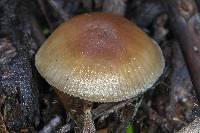 Psilocybe pelliculosa image