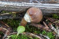 Psilocybe pelliculosa image