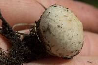 Lycoperdon pratense image