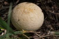 Lycoperdon pratense image