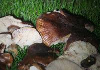 Tricholoma fracticum image