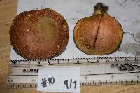 Boletus rubellus image