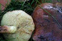 Suillus bellinii image