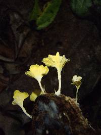 Cotylidia aurantiaca image