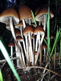 Psathyrella atrospora image