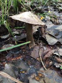 Amanita pachycolea image