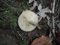 Lactarius pyrogalus image