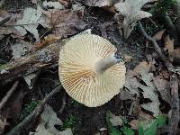 Lactarius pyrogalus image