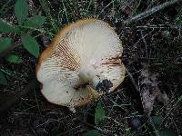 Lactarius agglutinatus image