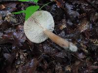 Lactarius frustratus image