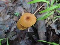 Entoloma formosum image