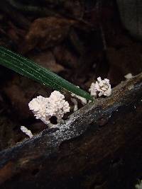 Xylaria cubensis image