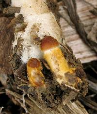 Psathyrella atrospora image