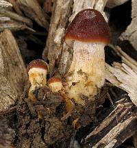 Psathyrella atrospora image