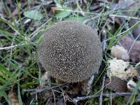 Lycoperdon nigrescens image