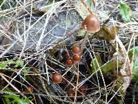 Psathyrella corrugis image