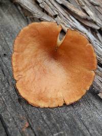 Lactarius luculentus image