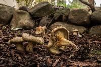 Paxillus cuprinus image
