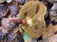 Boletus chrysenteron image