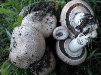 Agaricus bitorquis image