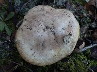 Tricholoma roseoacerbum image