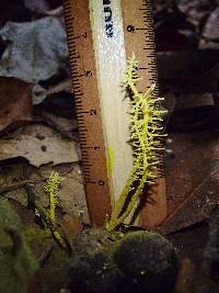 Penicilliopsis clavariiformis image
