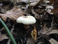 Russula anomala image