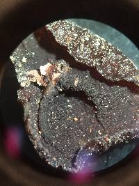 Exidia recisa image