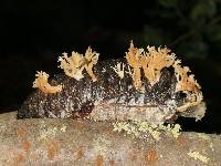 Lentaria pinicola image