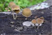 Simocybe centunculus var. centunculus image