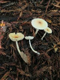 Lepiota rubrotinctoides image