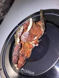 Merulius tremellosus image