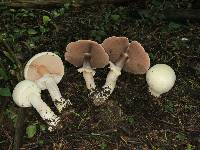 Agaricus albolutescens image