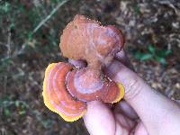 Ganoderma curtisii image