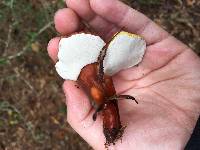 Ganoderma curtisii image