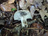 Russula densifolia image