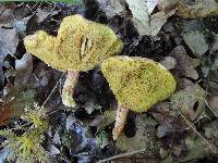 Boletus tenax image