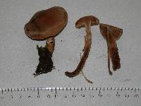 Cortinarius piceidisjungendus image