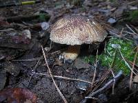 Suillus fuscotomentosus image