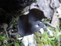 Helvella ephippium image