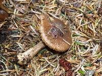 Inocybe asterospora image