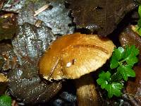 Inocybe olympiana image