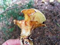 Suillus caerulescens image