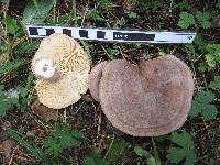 Lactarius trivialis image