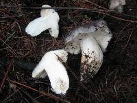 Tricholoma griseoviolaceum image